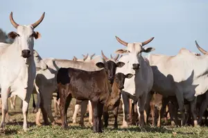 Brasil bate novo recorde na exportação de carne bovina em setembro (Foto: Reprodução | Eduardo Rocha/ Associação Brasileira dos Criadores de Angus)