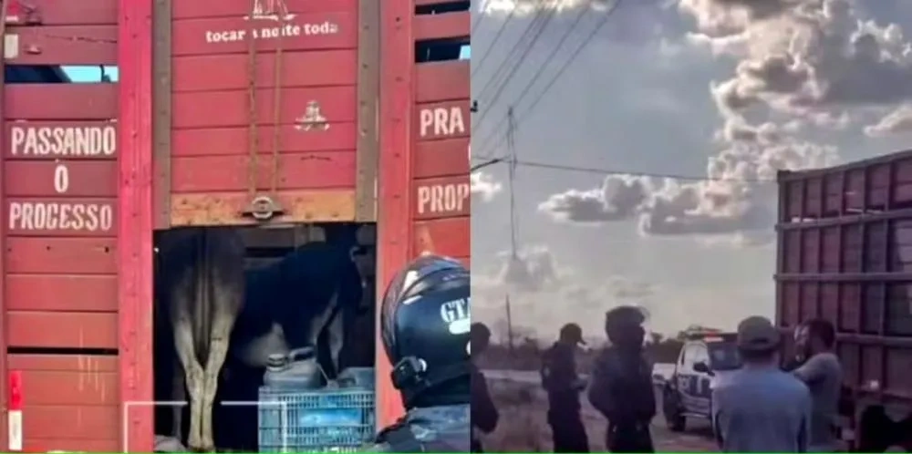 Caminhão com 20 animais foi apreendido em Chapadinha (MA); trio de Campo Maior é investigado
