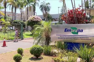 A Empresa Brasileira de Pesquisa Agropecuária (Embrapa) recebeu autorização excepcional da Agência Nacional de Vigilância Sanitária (Anvisa) (Foto: Embrapa)