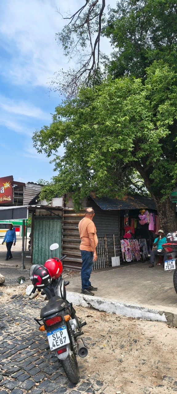 Árvore condenada no terminal rodoviário rural de Teresina