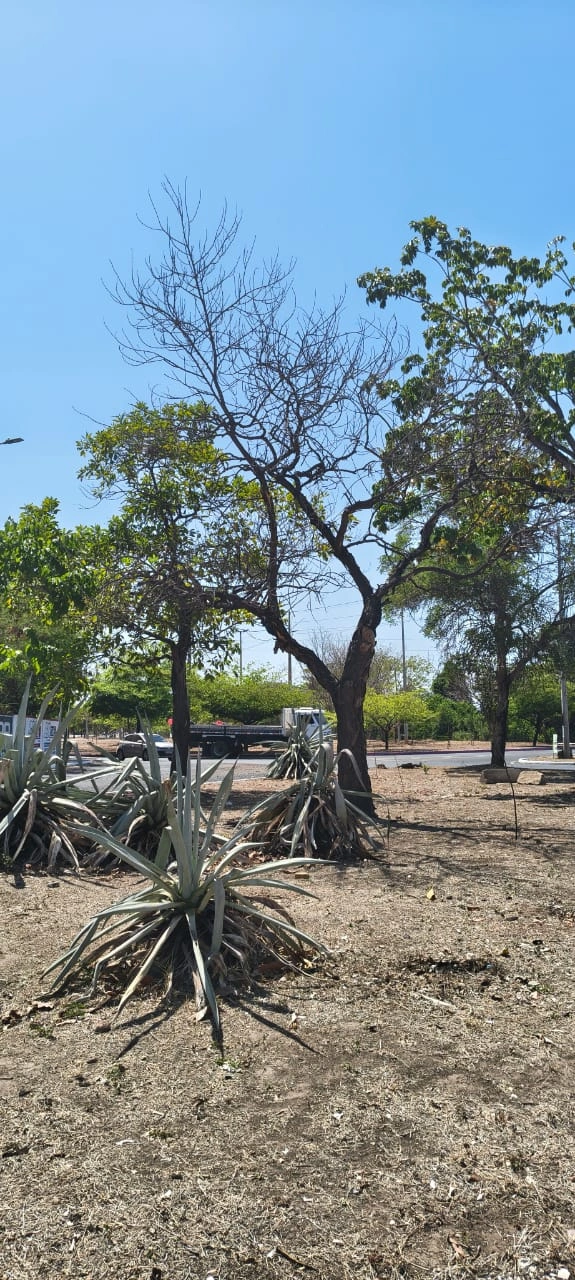 Árvore morta e plantas morrendo no canteiro central da Avenida Cajuína zona leste de Teresina