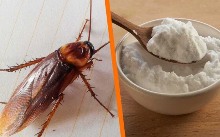 Como se livrar de baratas com bicarbonato de sódio: veja como fazer corretamente
