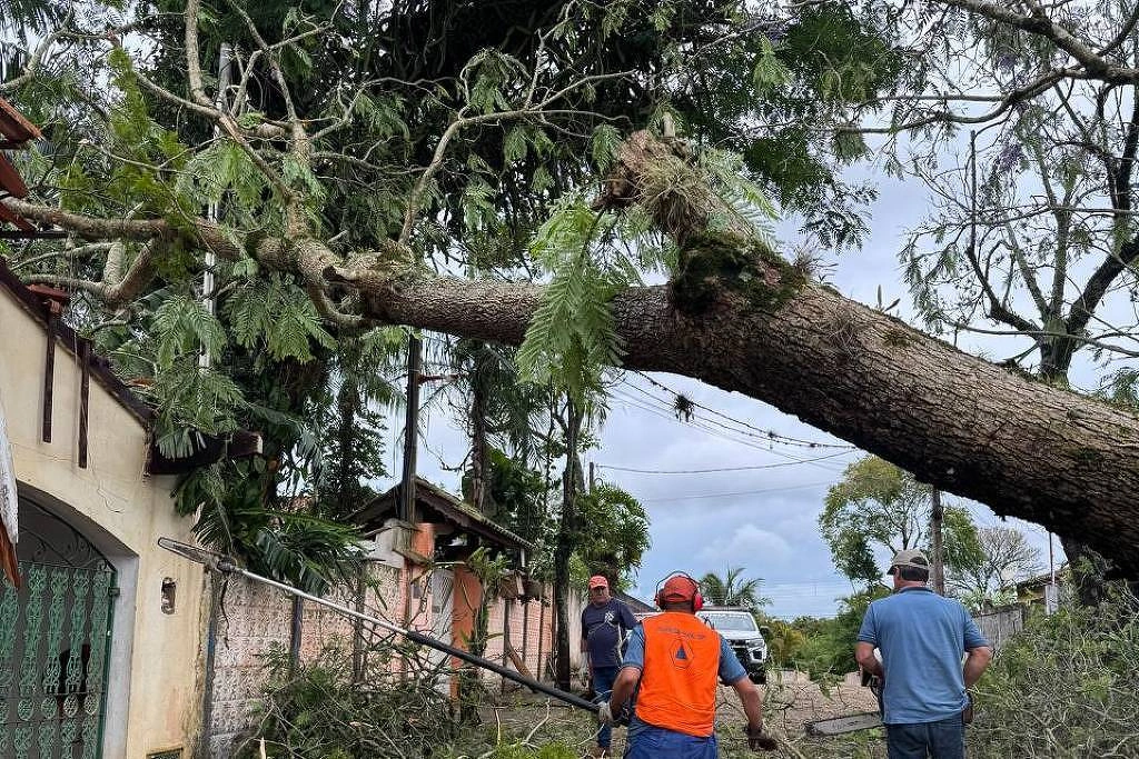 Defesa Civil de SP corta árvore que caiu sobre casa em Piracaia, no interior de SP