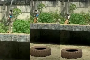 Homem morreu na manhã deste domingo (30) após invadir o recinto de uma leoa no Parque Zoobotânico Arruda Câmara, em João Pessoa (PB) (Foto: Redes Sociais)