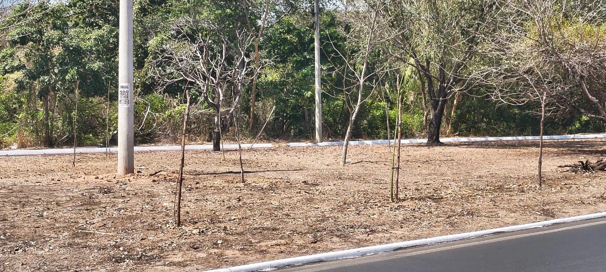 Mudas de árvores mortas no canteiro central da Avenida Cajuína zona leste de Teresina