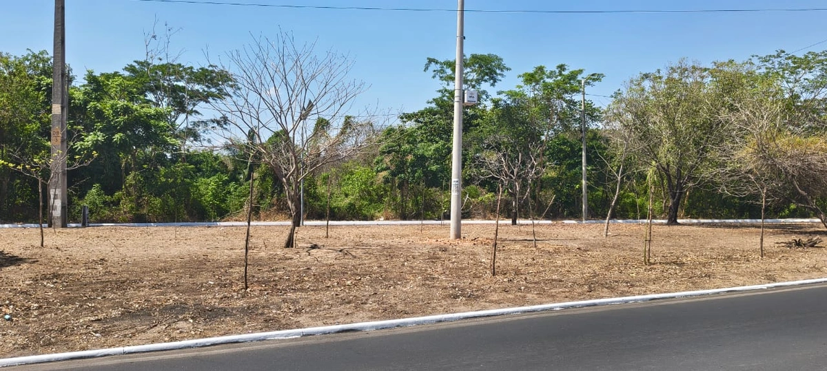 Mudas de árvores mortas no canteiro central da Avenida Cajuína zona leste de Teresina