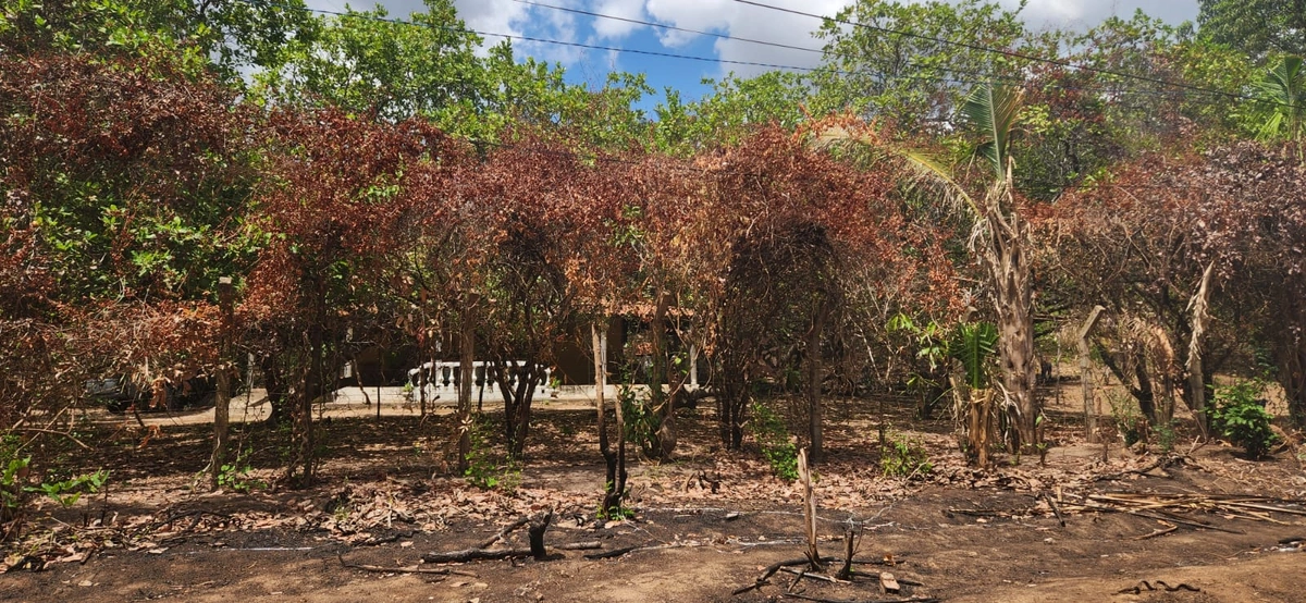 Residência na Rua Amadeus Paulo