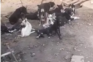 Abrigo Patinhas do Coração pede ajuda (Foto: Redes Sociais)