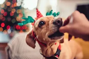 Animais domésticos e as festas do fim de ano (Foto: Reprodução)