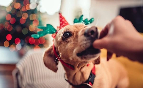 Animais domésticos e as festas do fim de ano