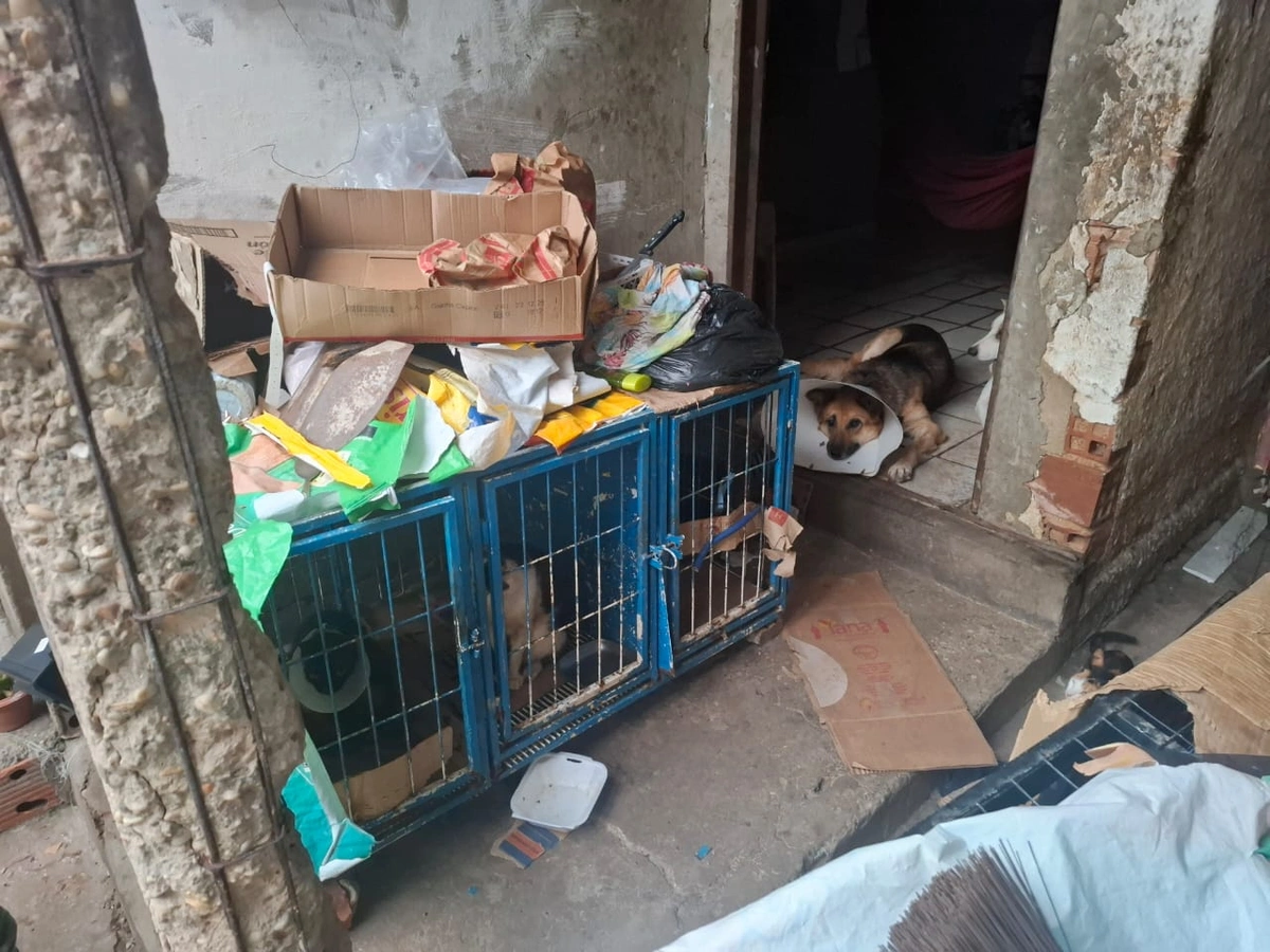 Animais encontrados presos e em condições insalubres