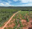 Piauí reduz mais de 12% o desmatamento ilegal em 2024, aponta MapBiomas