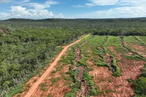 Área desmatada (Foto: Reprodução)