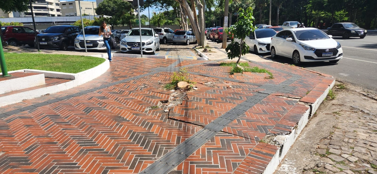 Árvore cortada totalmente