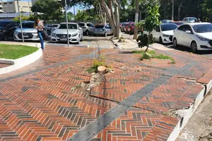 Árvore cortada totalmente (Foto: Revista40graus)