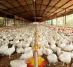 Brasil registra primeiro caso de gripe aviária em granja comercial
