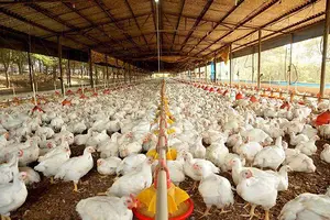 Foto tirada em um granja (Foto: Reprodução | Imagem da internet)
