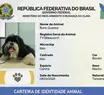 Ação de emissão de identidade para cães e gatos será realizada nesta sexta (23)