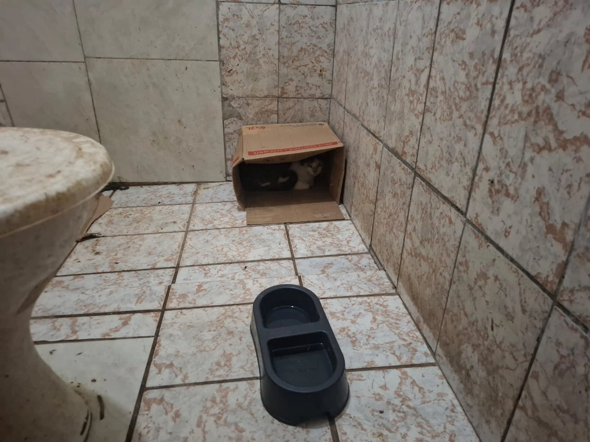 Operação Falso Vet