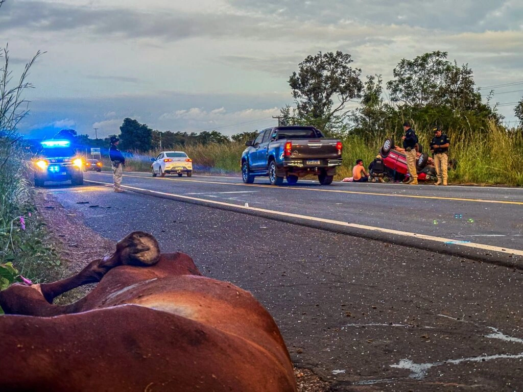 Acidente em BR provocado por animais na pista