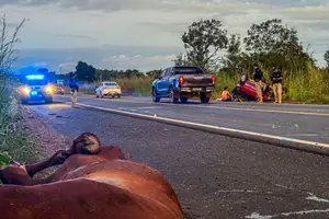 Acidente em BR provocado por animais na pista (Foto: SSP-PI)