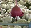 Mato Grosso registra foco de gripe aviária em aves domésticas