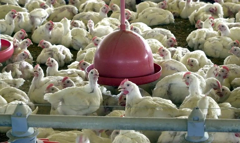Aves de subsistência não traz restrições
