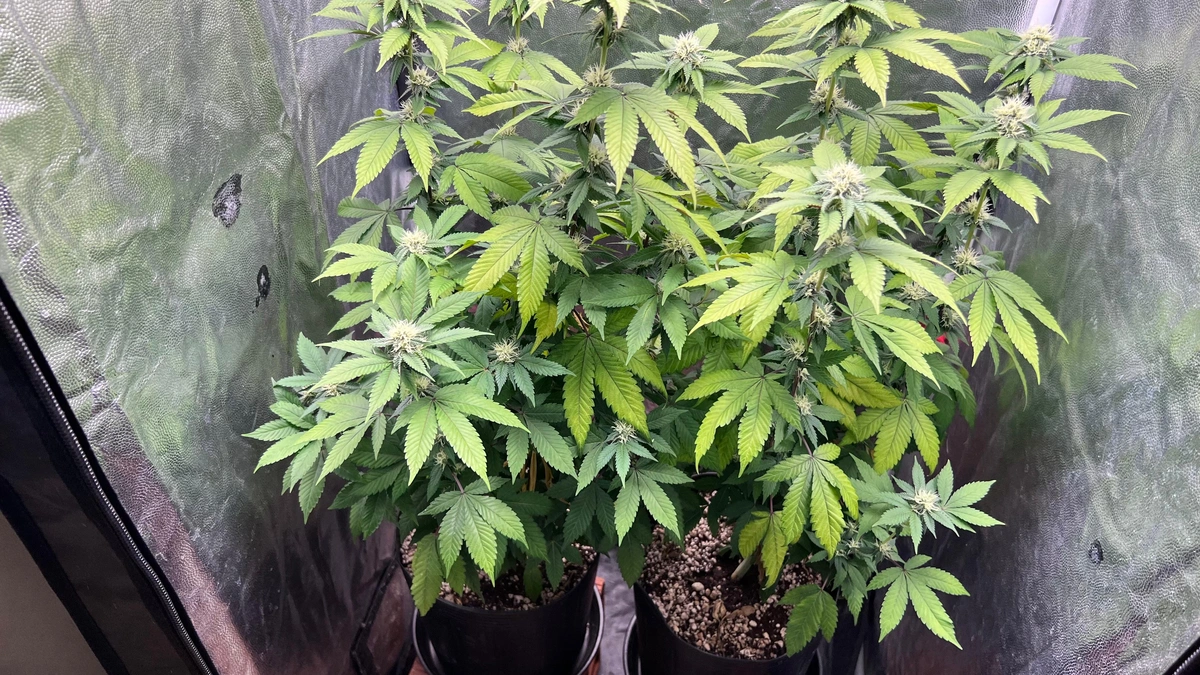 Em um dos locais foi encontrada uma estufa com maconha