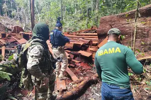 PRF e IBAMA em operação de combate a extração de madeira ilegal (Foto: PRF e IBAMA)
