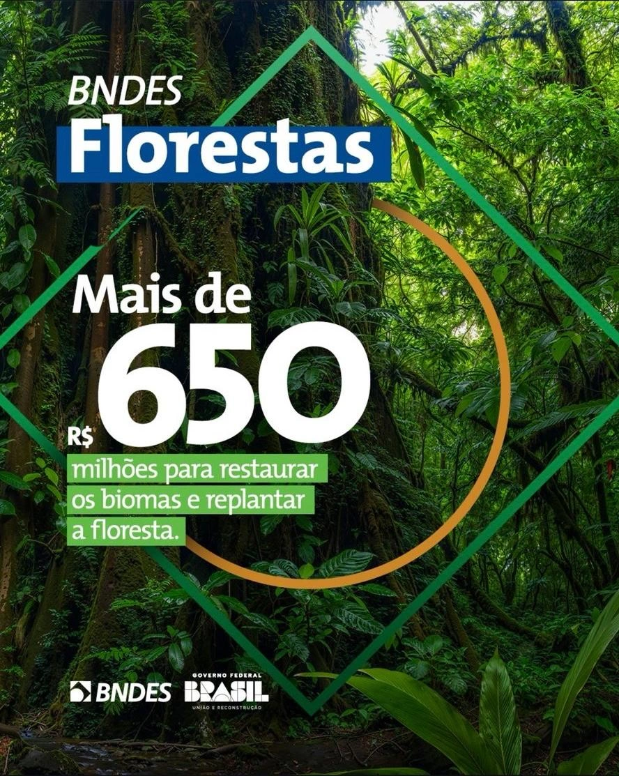Programa BNDES Florestas recupera biomas e Amazônia Legal, unindo preservação e geração de empregos