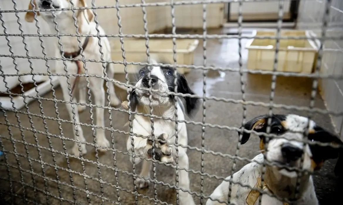 Câmara aprova projeto que proíbe uso de animais em testes de cosméticos no Brasil