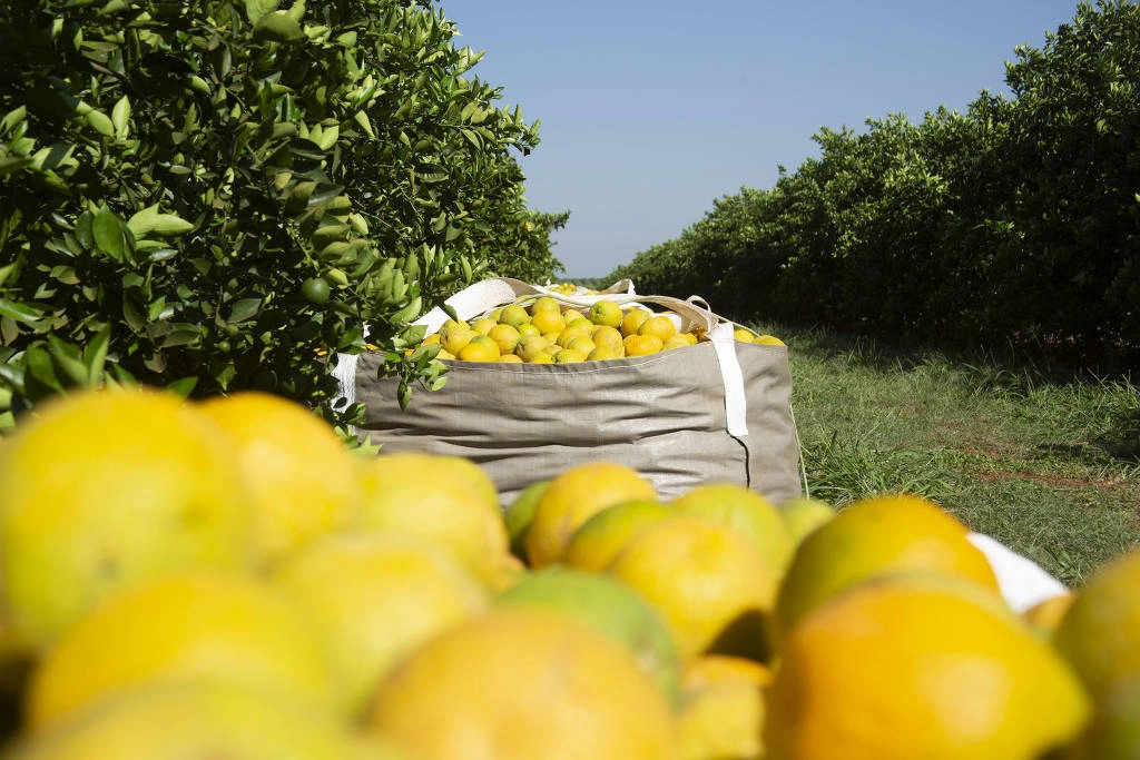 Pomar de laranjas no interior de São Paulo; suco da fruta brasileira representa 65% das importações dos EUA