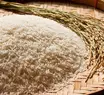 Conab negocia 109,2 mil toneladas de arroz em leilões de Contrato de Opção