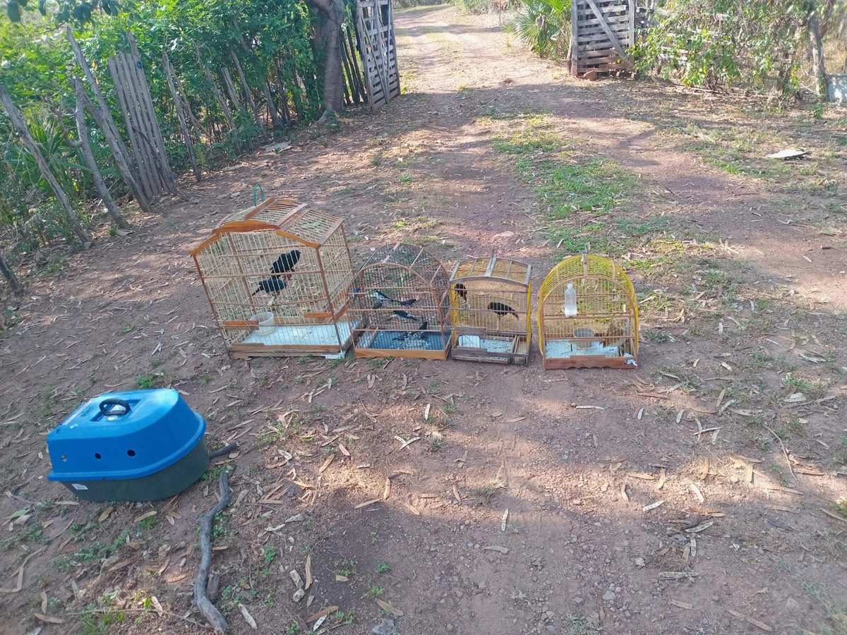 Animais reabilitados que são soltos