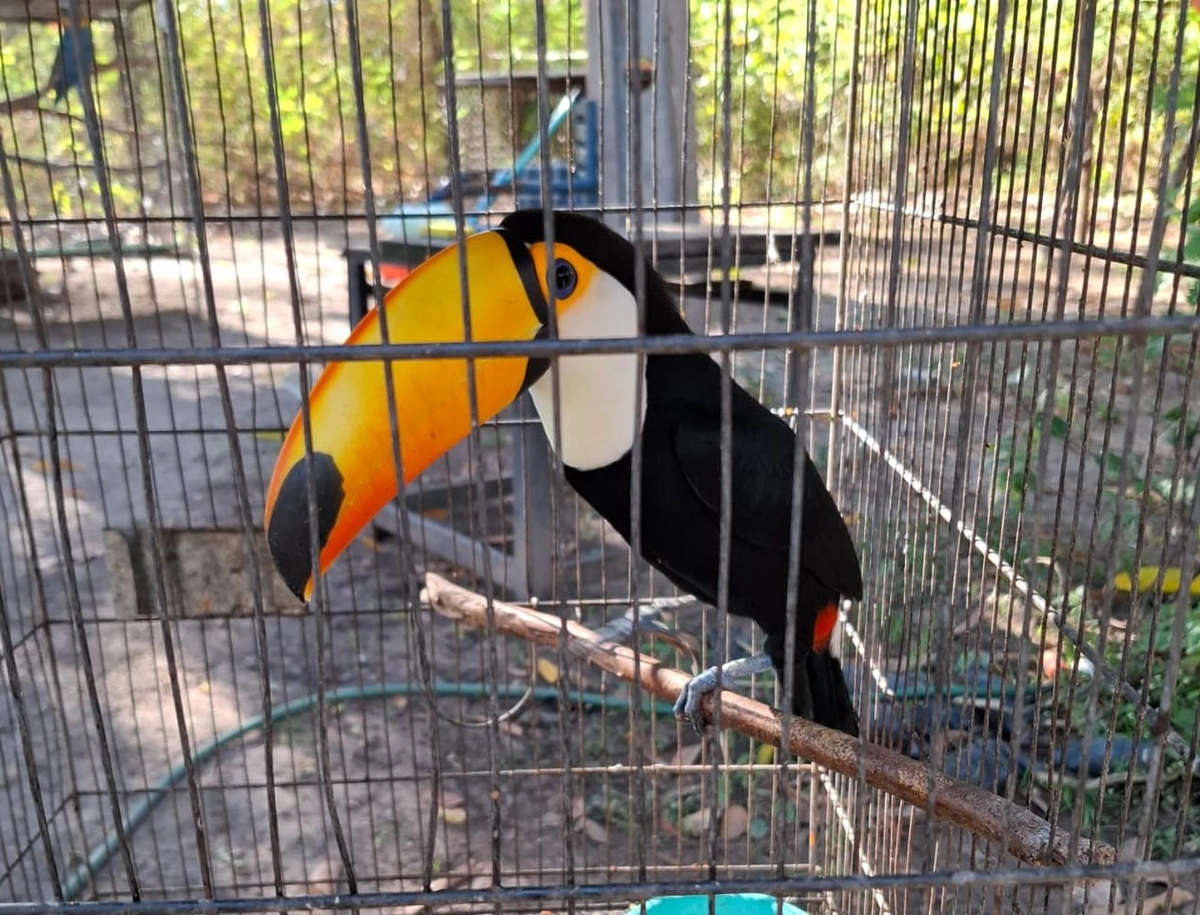 Animais reabilitados que são soltos
