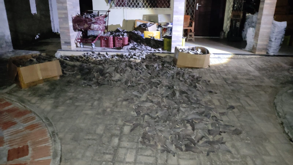 Barbatanas apreendidas