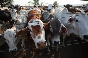 Criação de gado da Fazenda Rancho Grande (Foto: Reprodução | Zanone Fraissat/Folhapress)