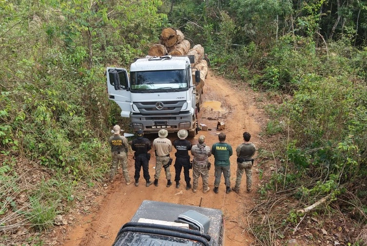 Federal e Ibama desmontam grupo de extração ilegal de madeira em terra indígena