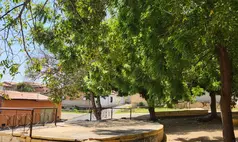 CREA alerta para riscos com árvores e reforça necessidade de laudo técnico em podas