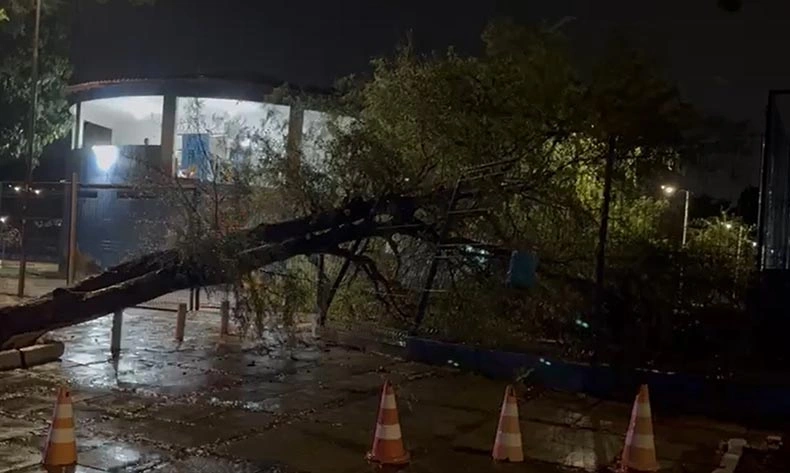 Árvore caída em Teresina