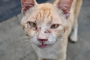 Doença causada por fungo tem alta incidência no Brasil, afeta principalmente felinos e pode ser transmitida às pessoas (Foto: Visao Noticias)