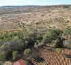 Piauí reduz desmatamento no Cerrado em 53% e amplia proteção de ecossistemas no estado
