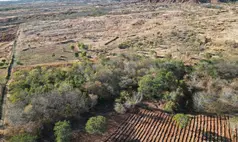 Piauí reduz desmatamento no Cerrado em 53% e amplia proteção de ecossistemas no estado