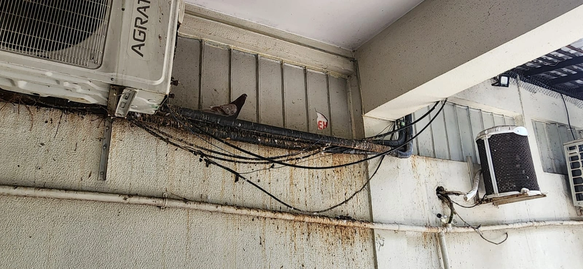 Ar-condicionado virou condomínio de pombos