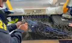 Crime no porta-malas, lei na pista: PRF resgata arara-azul no PI