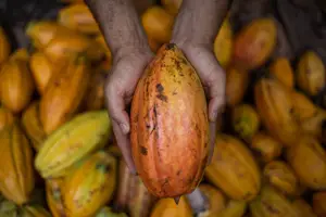 Cacau orgânico plantado no assentamento Dois Riachões, em Ibirapitanga (BA) (Foto: Reprodução | Raphael Muller/Folhapress)