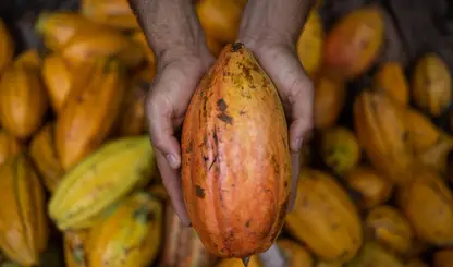 Governo suspende importação de cacau da Costa do Marfim