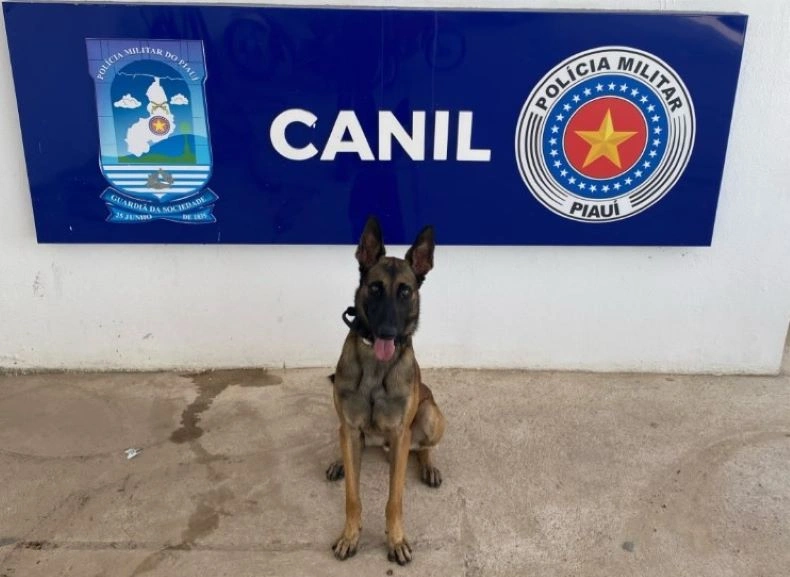 Cão farejador K9 Colt, da Polícia Militar do Piauí (PM-PI) morreu após ser atropelado