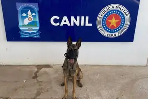 Cão farejador K9 Colt, da Polícia Militar do Piauí (PM-PI) morreu após ser atropelado (Foto: PM-PI)