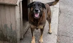 MP vê “pontas soltas” e pede ajustes em inquérito sobre morte do cão Orelha